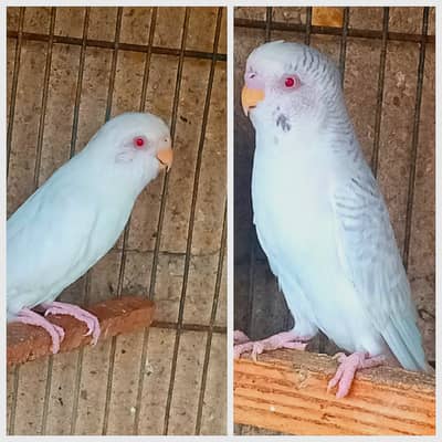 Healthy budgies pair For sale