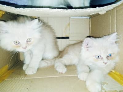 pair of 2 kittens very innocent or beautiful with blue shade eyes
