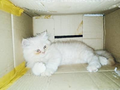 pair of 2 kittens very innocent punch face blue shade eyes triple coat