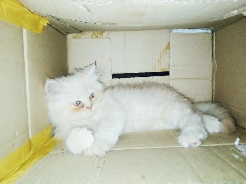 pair of 2 kittens very innocent or beautiful with blue shade eyes — photo 2