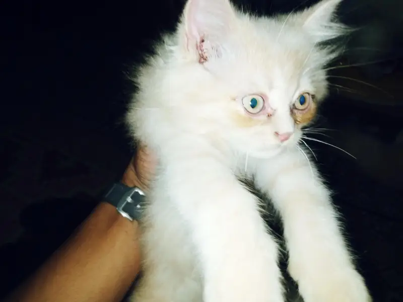 pair of 2 kittens very innocent or beautiful with blue shade eyes — photo 3