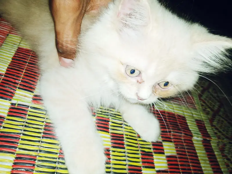 pair of 2 kittens very innocent or beautiful with blue shade eyes — photo 4