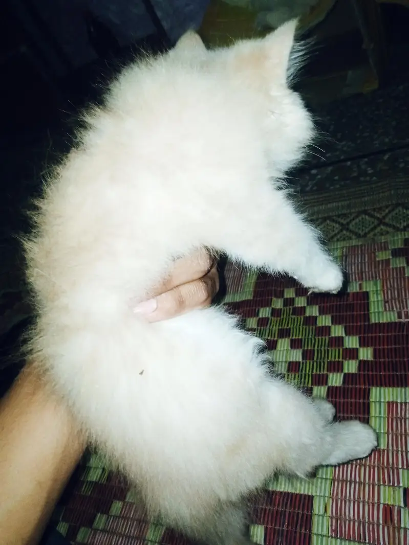 pair of 2 kittens very innocent or beautiful with blue shade eyes — photo 5