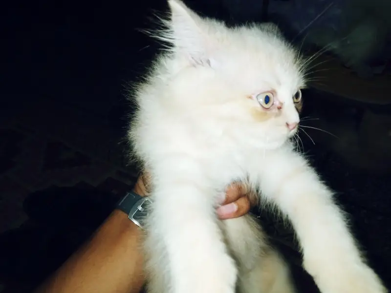 pair of 2 kittens very innocent or beautiful with blue shade eyes — photo 6