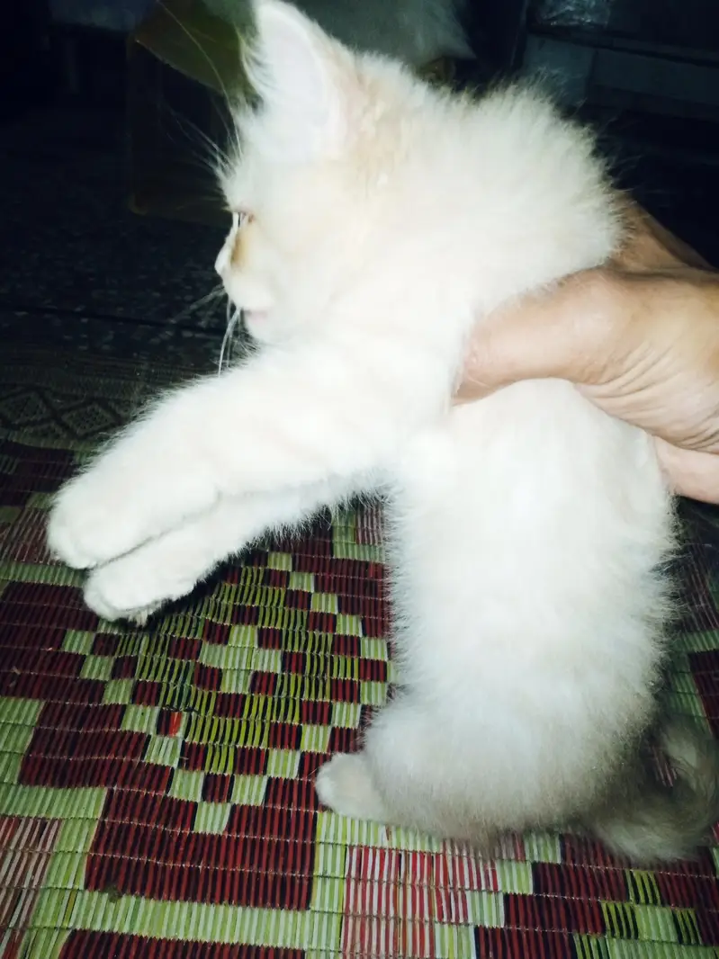 pair of 2 kittens very innocent or beautiful with blue shade eyes — photo 7