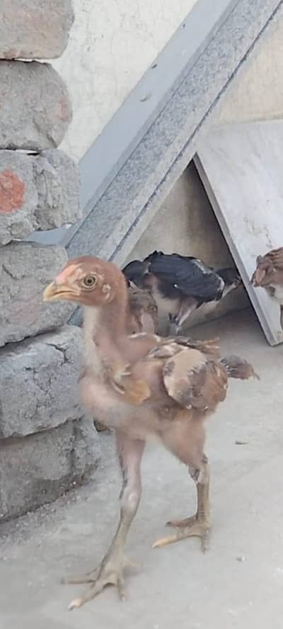 Top Quality Aseel Chicks with hen available