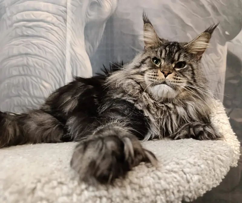 BRITISH SHORTHAIR | SCOTTISH FOLD | MAINE COON | BENGAL IMPORTED CATS — photo 2