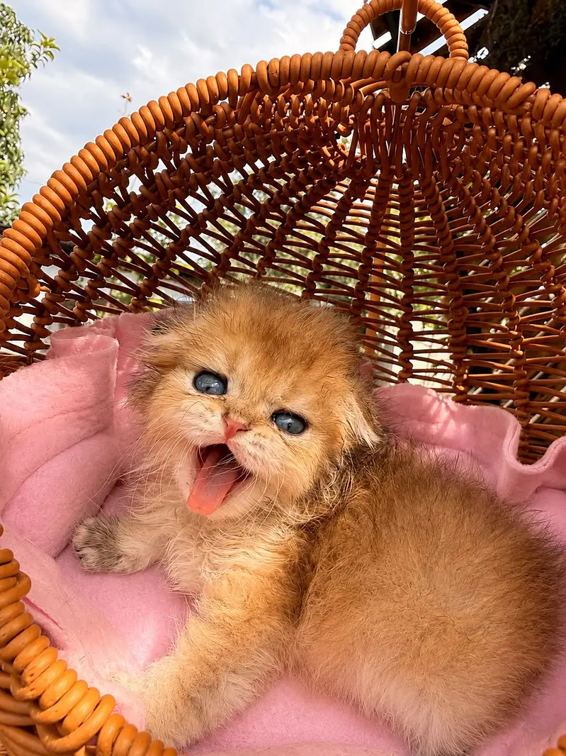 BRITISH SHORTHAIR | SCOTTISH FOLD | MAINE COON | BENGAL IMPORTED CATS — photo 3