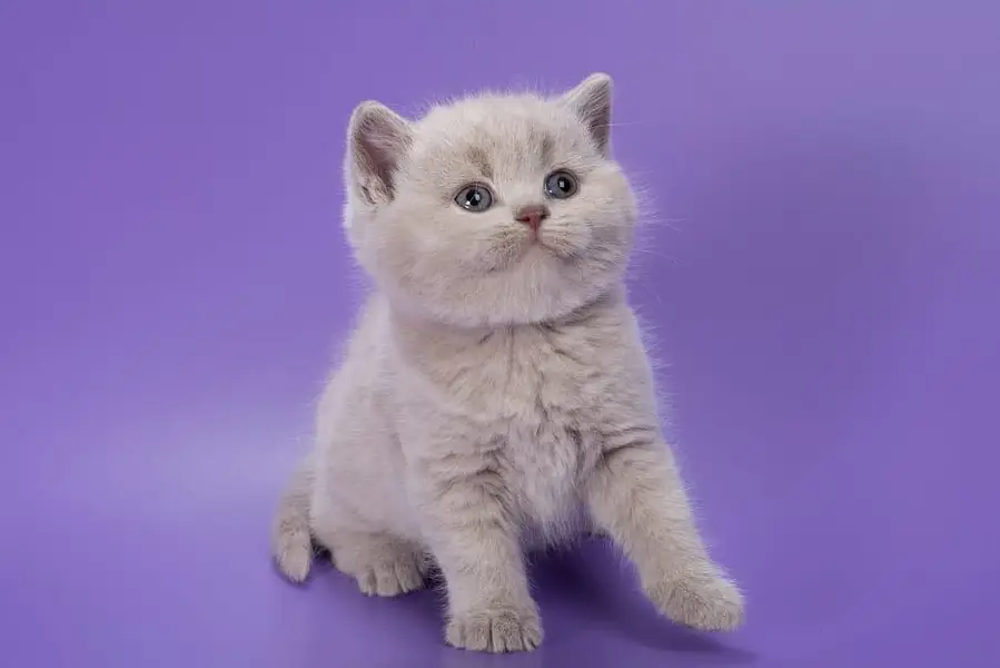 BRITISH SHORTHAIR | SCOTTISH FOLD | MAINE COON | BENGAL IMPORTED CATS — photo 6