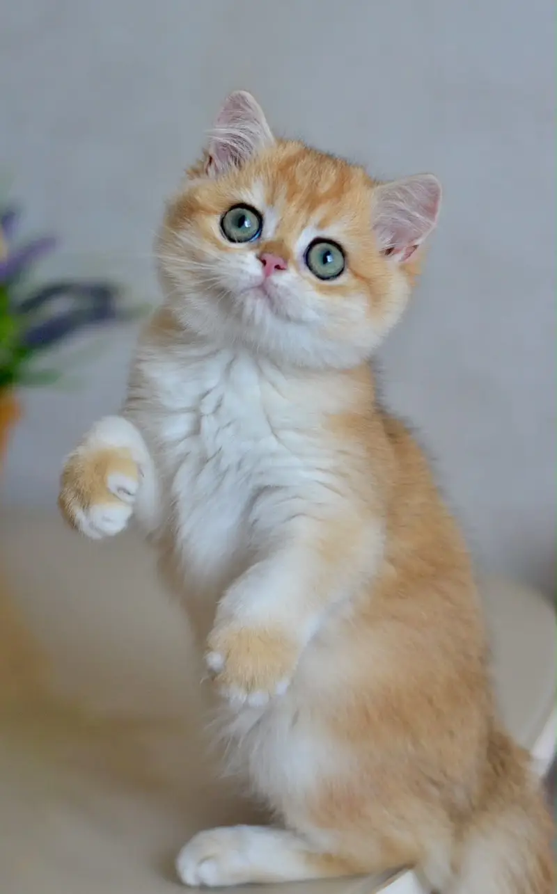 BRITISH SHORTHAIR | SCOTTISH FOLD | MAINE COON | BENGAL IMPORTED CATS — photo 7