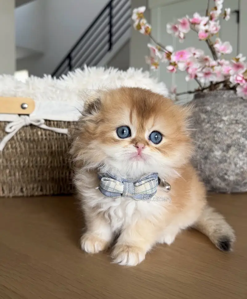 BRITISH SHORTHAIR | SCOTTISH FOLD | MAINE COON | BENGAL IMPORTED CATS — photo 8