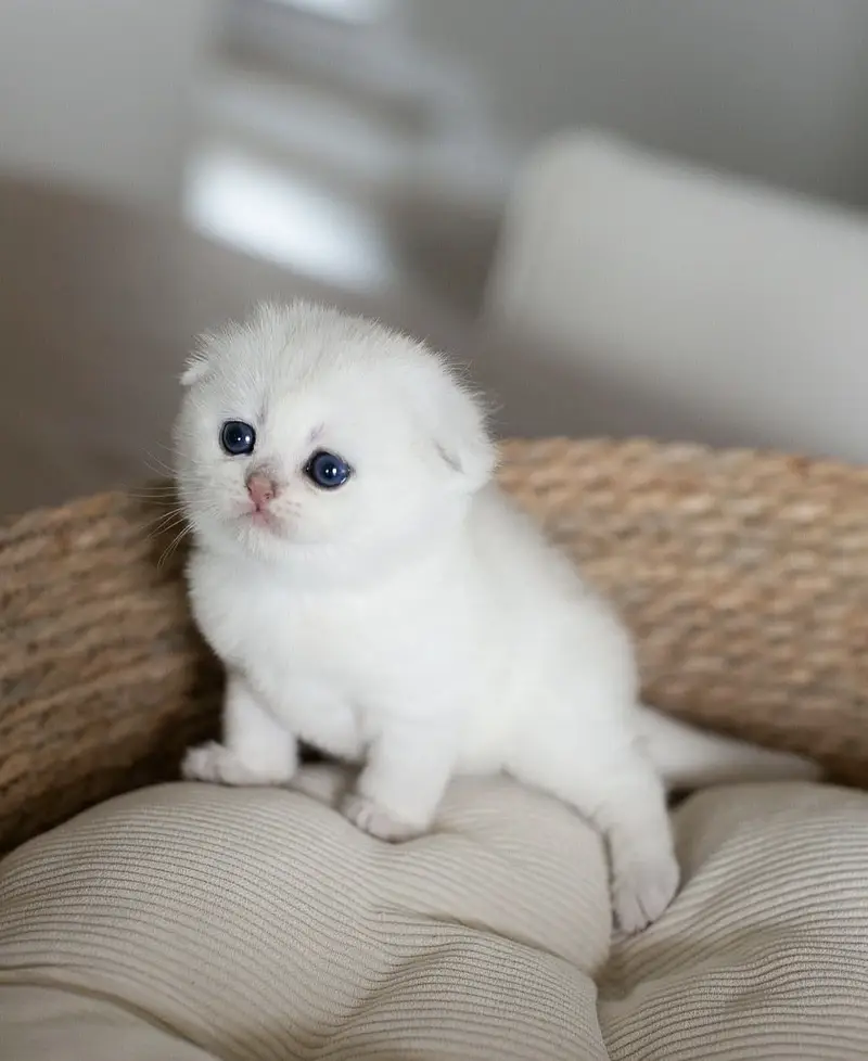 BRITISH SHORTHAIR | SCOTTISH FOLD | MAINE COON | BENGAL IMPORTED CATS — photo 12
