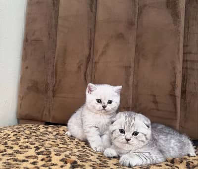 BRITISH SHORTHAIR | SCOTTISH FOLD | MAINE COON | BENGAL IMPORTED CATS