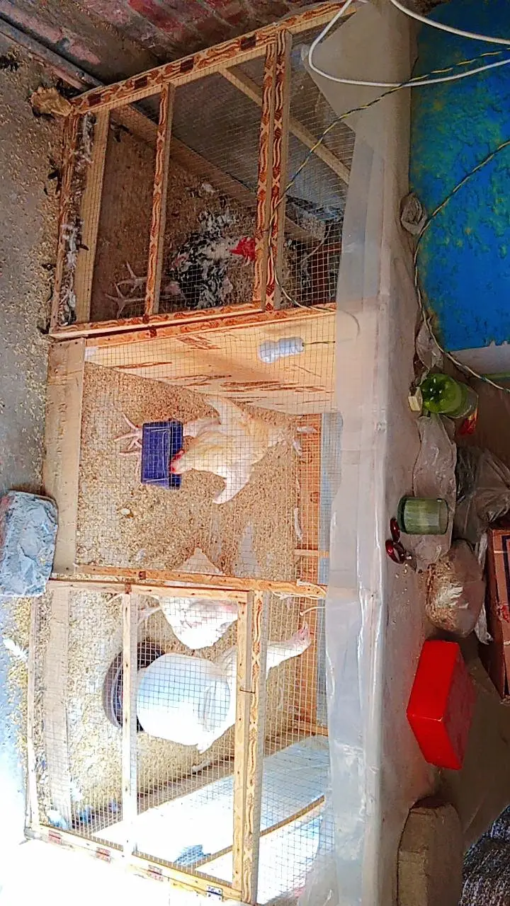 Paper White Heera Aseel | Lasani Mushka Aseel | Cages For Sale — photo 5