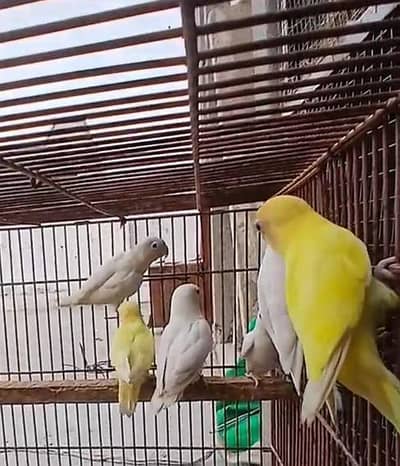 love birds 3 bredar pair best Quality with brand new Cage