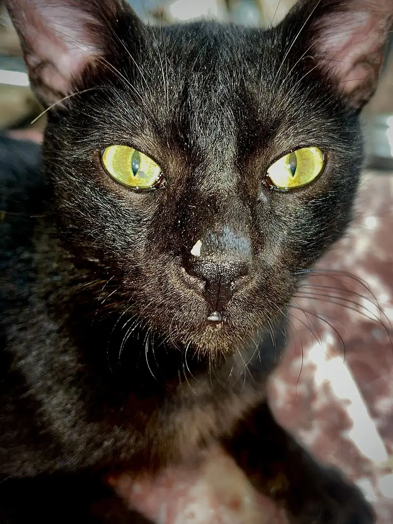 Black cat for sale
