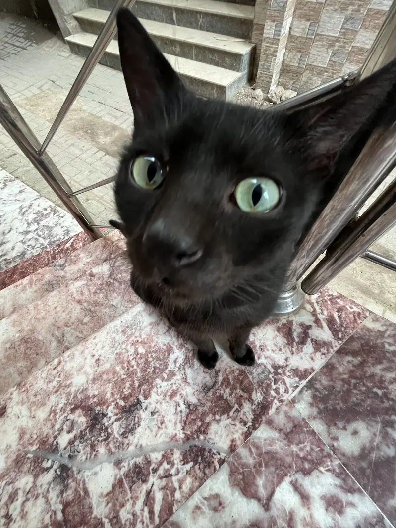 Black cat for sale — photo 2