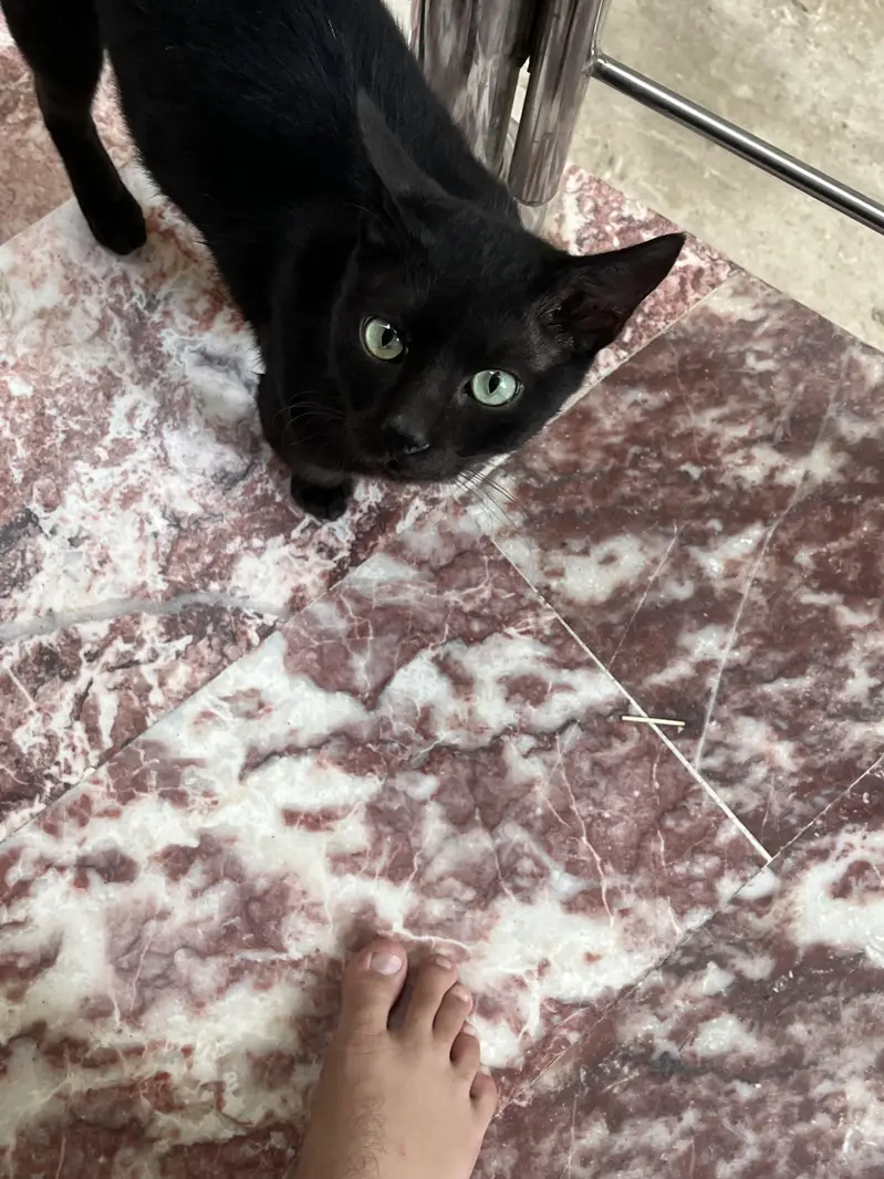 Black cat for sale — photo 3