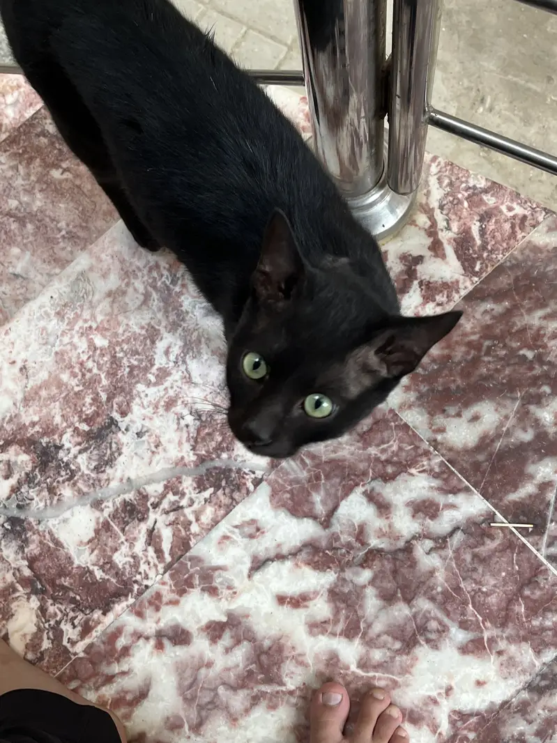Black cat for sale — photo 4