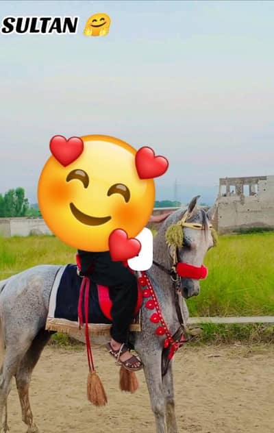 HORSE FOR SALE Acha chal baz neza baz 60 inch hight