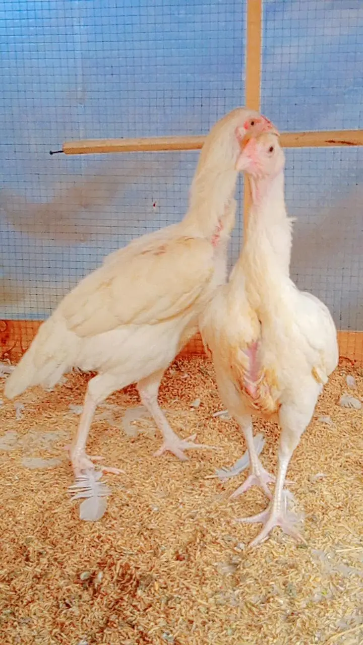 Paper White Heera Aseel | Lasani Mushka Aseel | Cages For Sale — photo 2