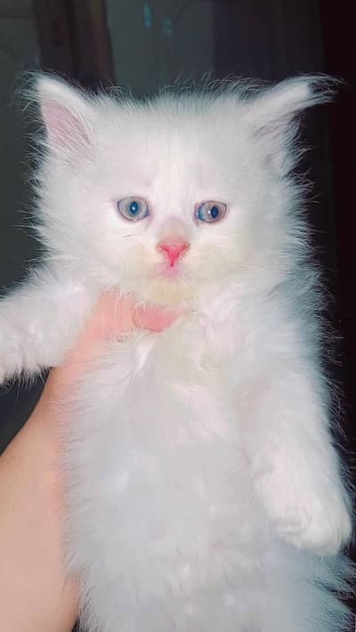 do u love cats