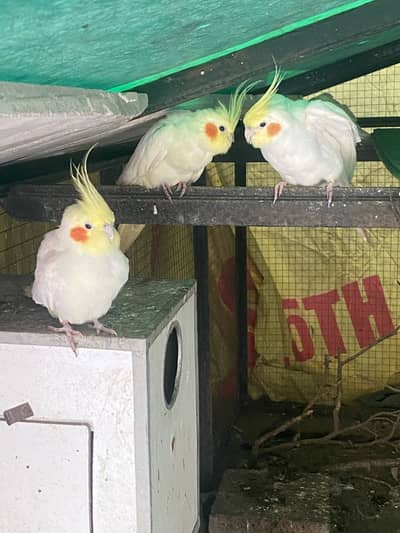 Cockatiel male jumbo side breeder
