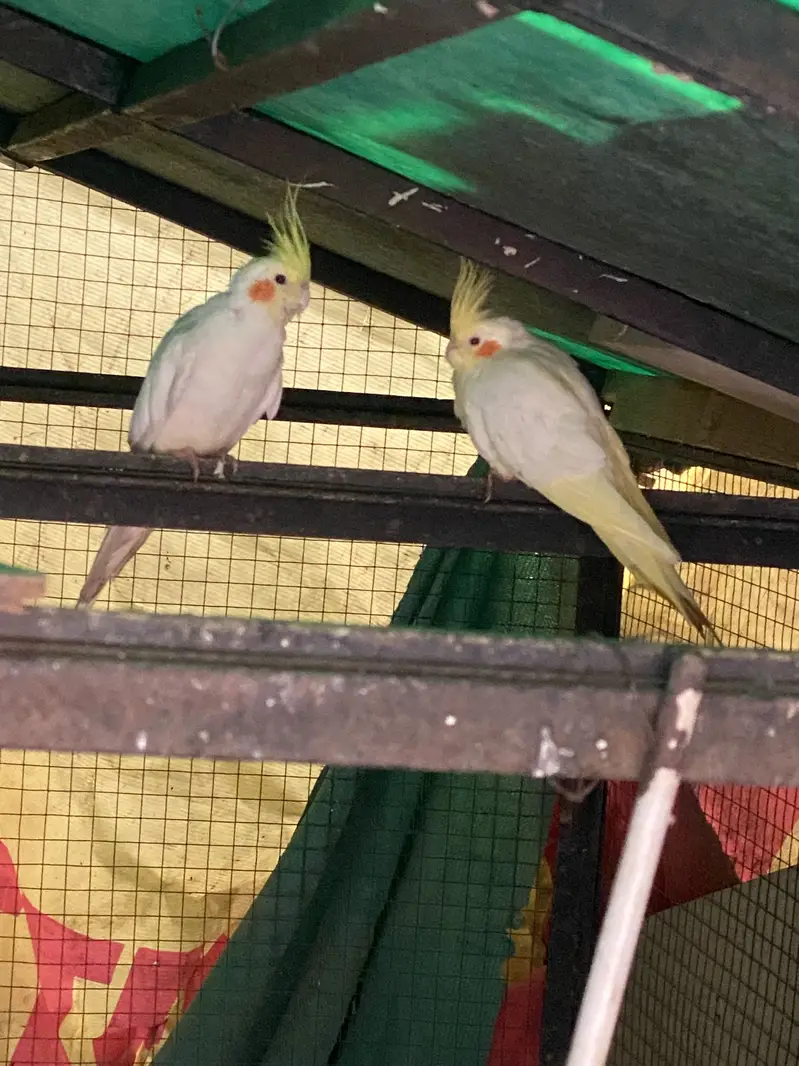 Cockatiel male jumbo side breeder — photo 2
