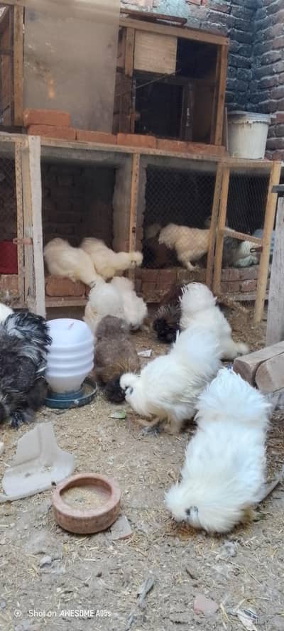 white have Buff male white silkie male Top qualit 030365049970y