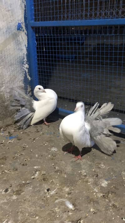 Mashallah both achy pair hain black tail full red silver sab breeder