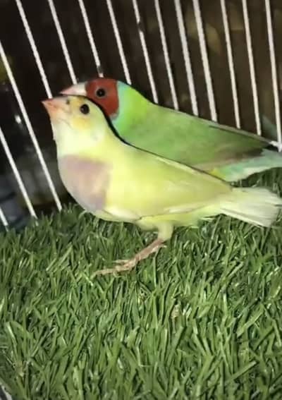 Golden finches