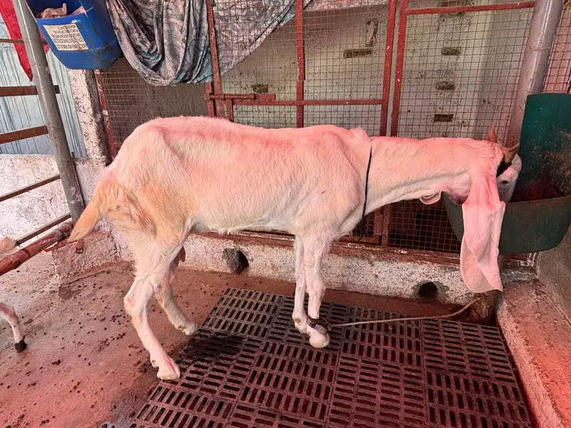 gulabi bakri for sale