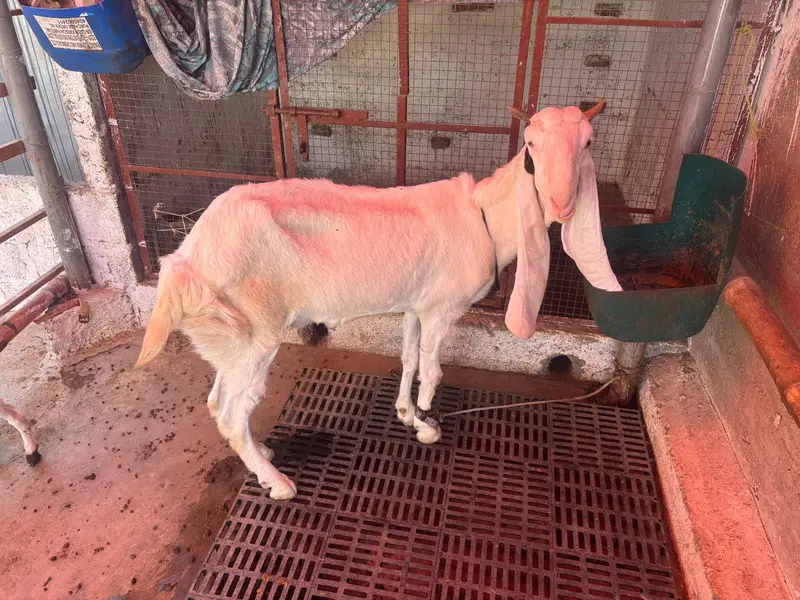 gulabi bakri for sale — photo 2