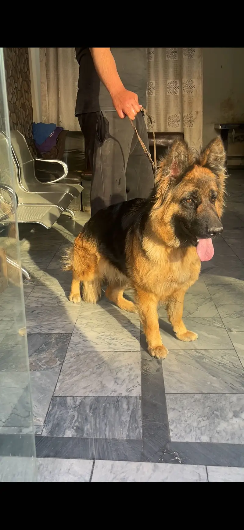 German Shepherd Breeder Female — photo 2