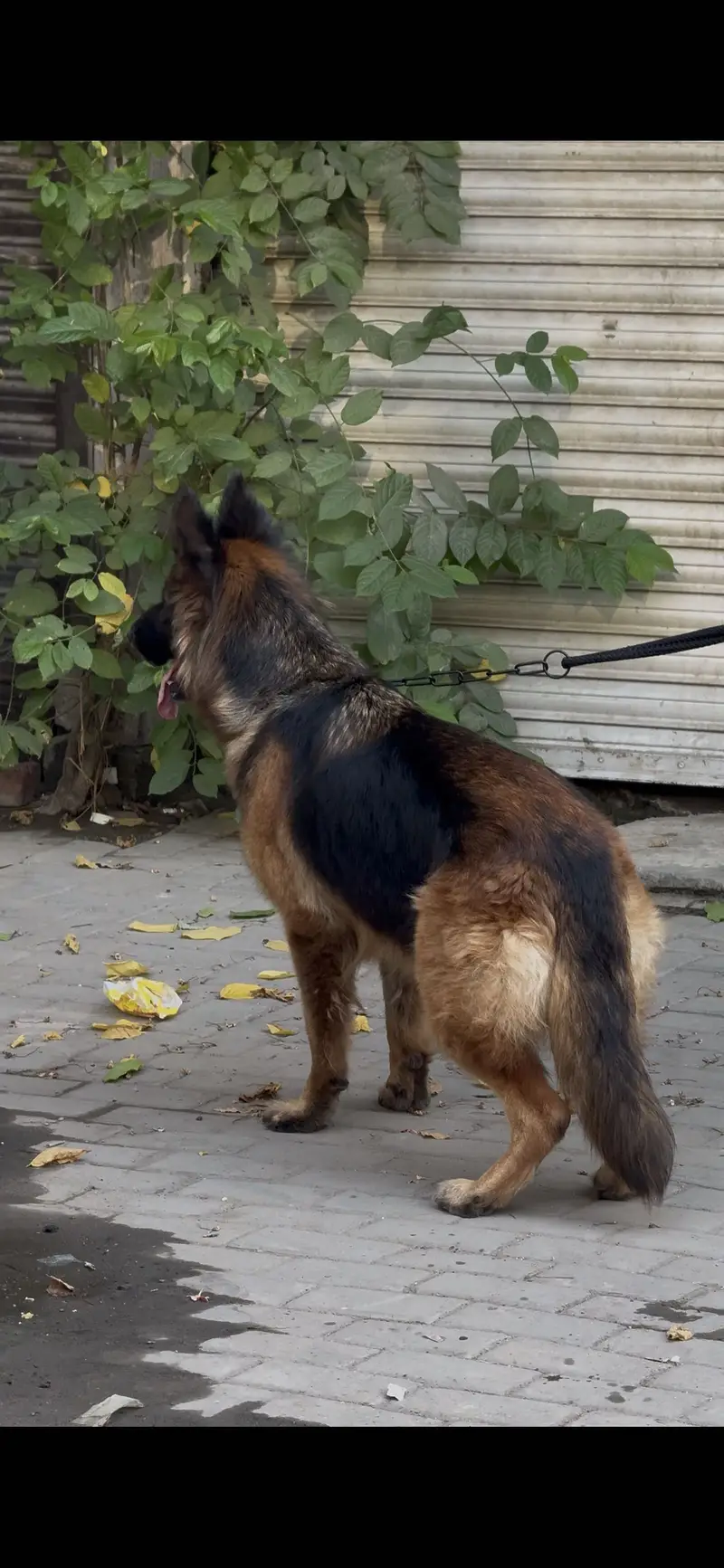 German Shepherd Breeder Female — photo 3
