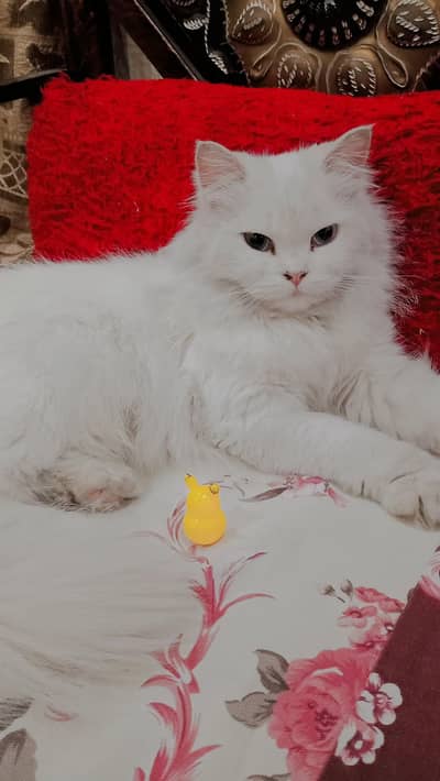 Cat Selling
