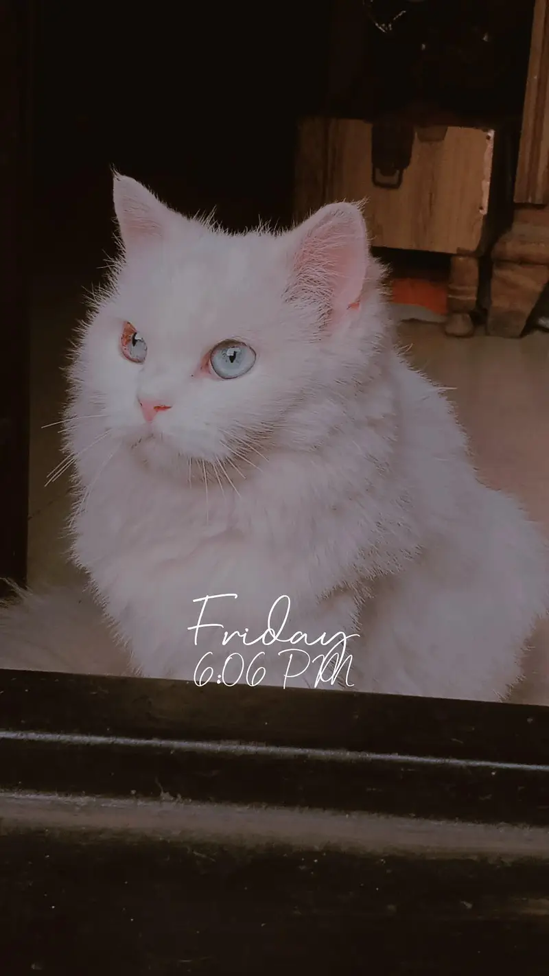 Cat Selling — photo 2