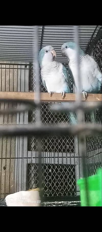 Blue Monk breeder pair DNA tested all ok 70k demand
