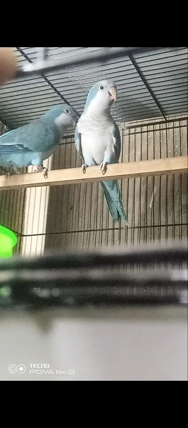 Blue Monk breeder pair DNA tested all ok 70k demand — photo 3