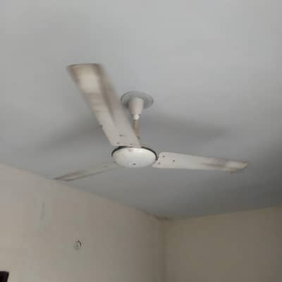 old fan's