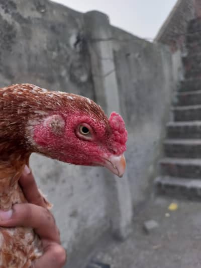 old blood line breeder aseel murghi for sale