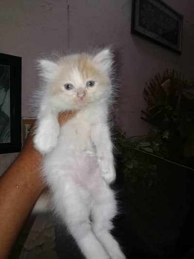 Mash Allah Cute Kitten's nd Active Nd Healthy