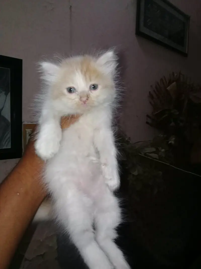 Mash Allah Cute Kitten's nd Active Nd Healthy