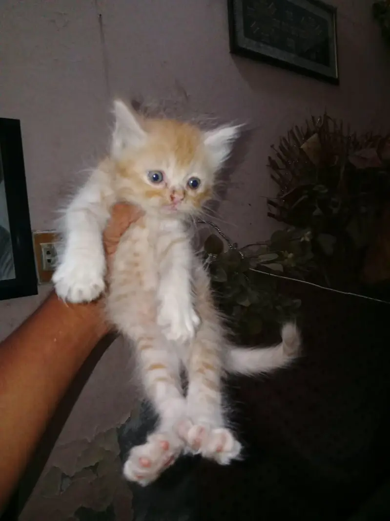 Mash Allah Cute Kitten's nd Active Nd Healthy — photo 2