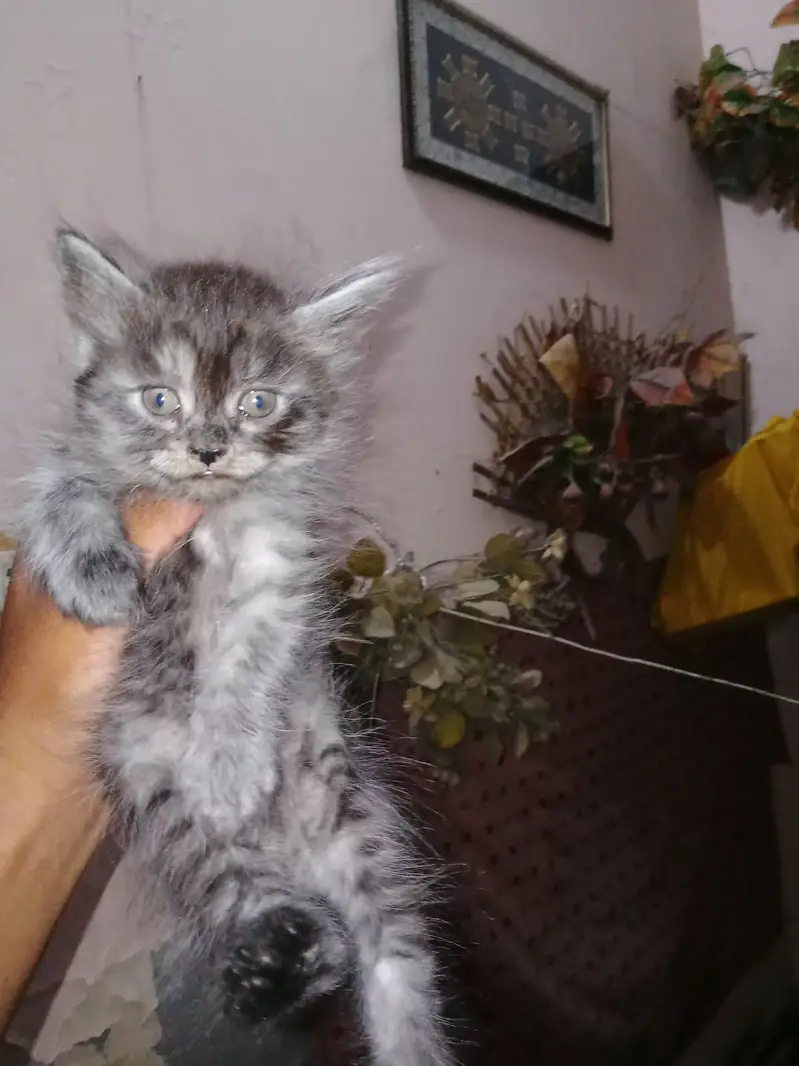 Mash Allah Cute Kitten's nd Active Nd Healthy — photo 3