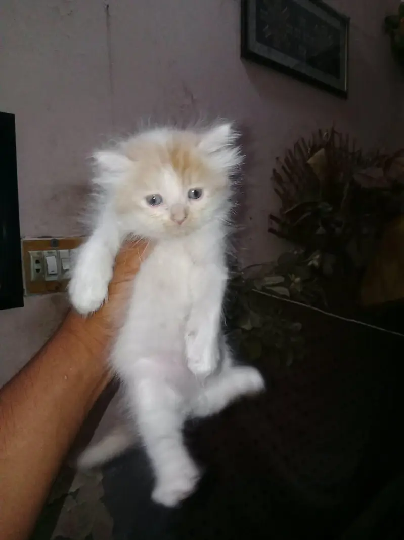 Mash Allah Cute Kitten's nd Active Nd Healthy — photo 4