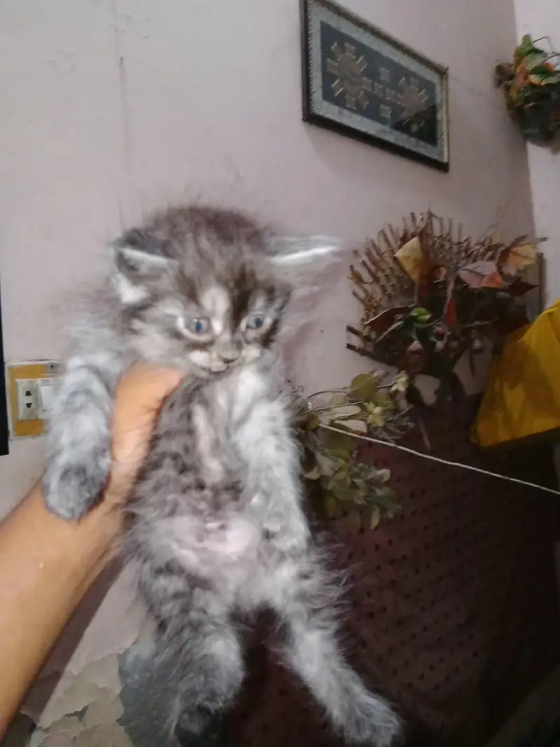 Mash Allah Cute Kitten's nd Active Nd Healthy — photo 5