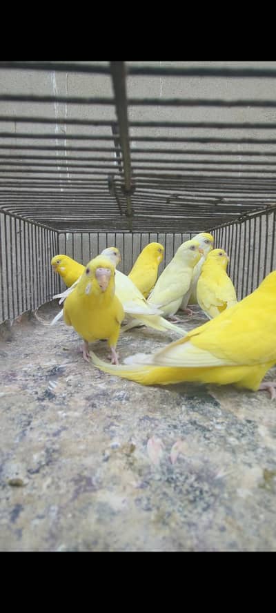 Red eyes buggies breeder pieces 800 per piece