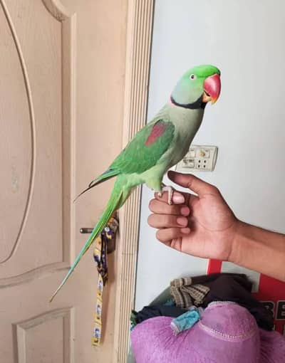 Kashmira parrot for sale 2 years Age