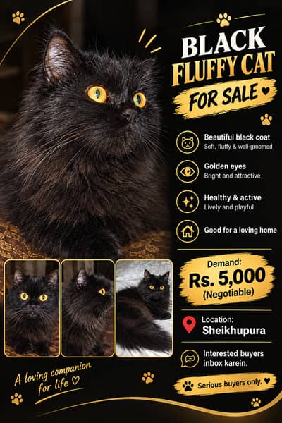 Beautiful black fluffy cat with golden eyes.